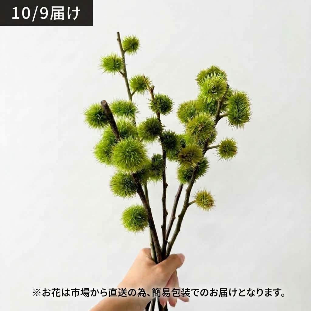 【10月9日】茨城県常陸大宮産の栗